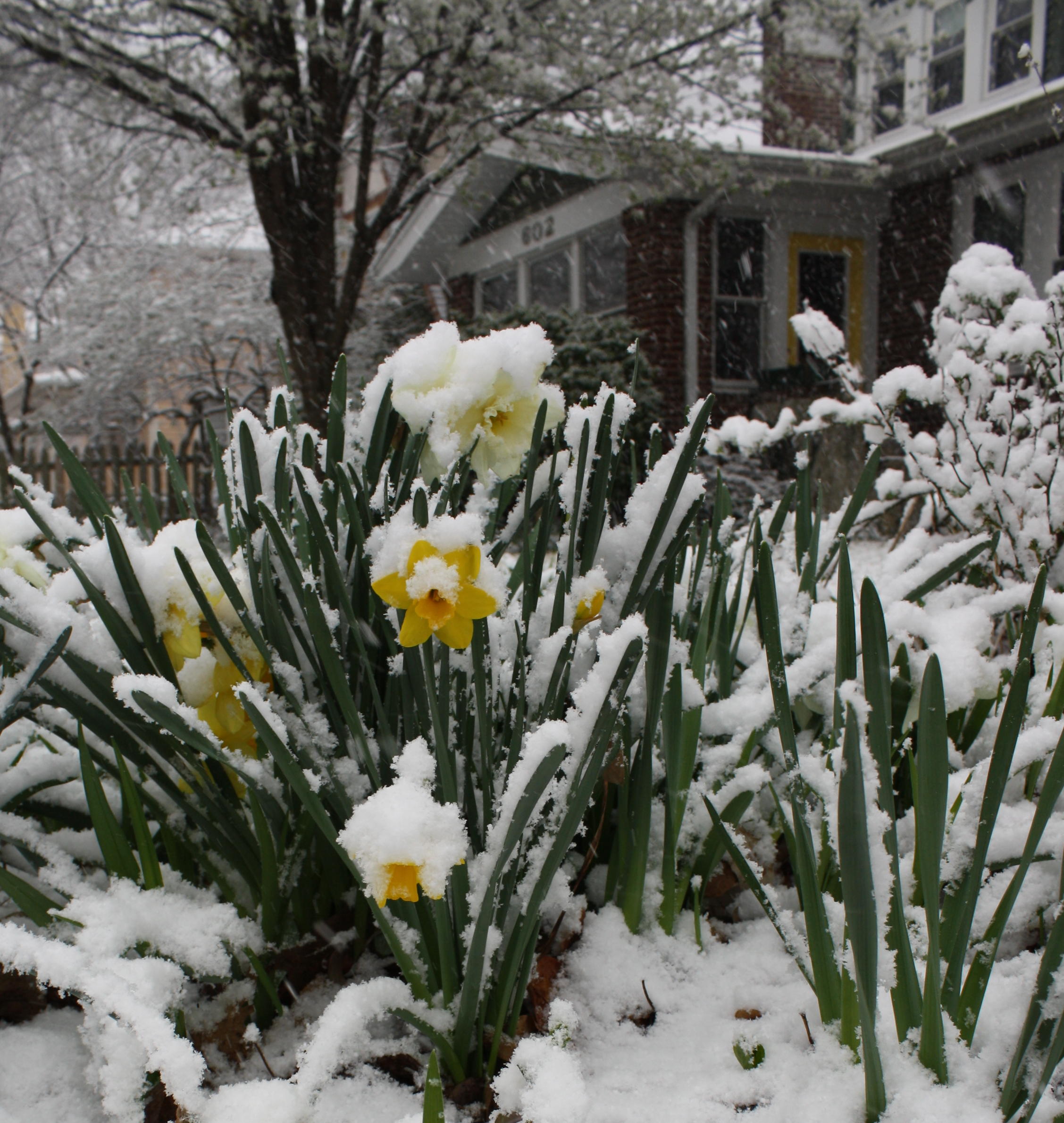 2011-03-26 Spring Snow.jpg
